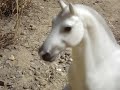 Search E 4 Breyerserie Search E 4 Breyerserie
