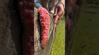 Why Crush Snail Eggs