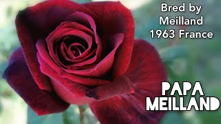PAPA MEILLAND ROSE plant by MEILLAND 1963 France