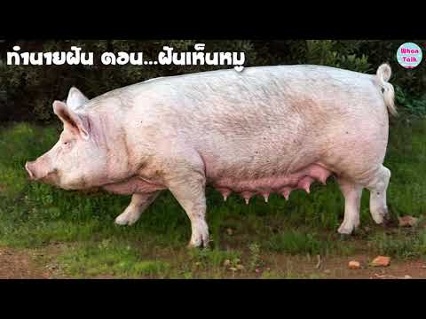 ฝันเห็นหมู / ทำนายฝันเห็นหมู / ทำนายฝัน EP. 80
