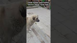 Sokak Köpeği