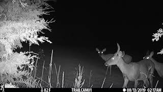 Crazy Non-Typical Buck still in Velvet 🦌🤔Trail Cam footage