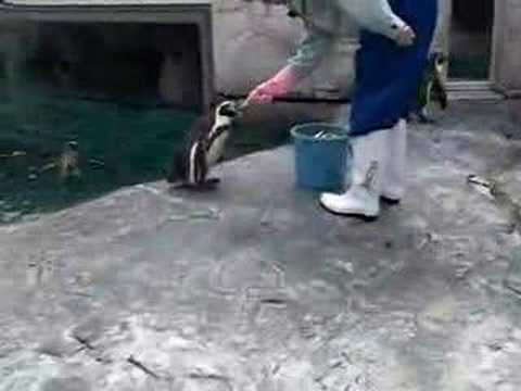 旭山動物園 ペンギンの「もぐもぐタイム」その3　キュート編