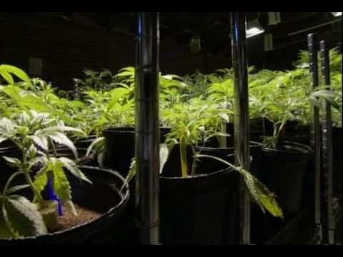 National Geographic's Marijuana Nation - Oaksterdam Clip