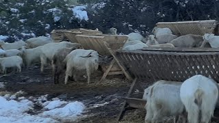 Egeye Goç. Ev Arastima Ve Sonuclar.
