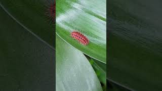 Moth Larva