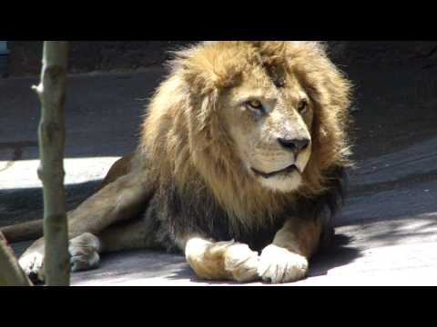 ライオン - レオ - 天王寺動物園