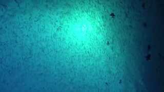 Maldives 2014