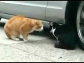 catfighting