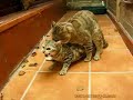 Kucing Bejat images Kucing Bejat