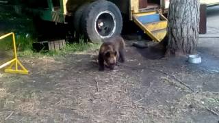 Медвежонок В Передвижном Зоопарке Стерлитамака