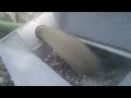 Gold dredging with Keene 3inch highbanker/dredge combo in Norway