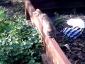 anak sma mesum di hutan