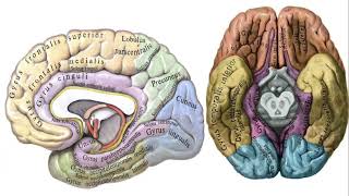 Oxirgi Miya - Telencephalon Ii Science Of Medicine