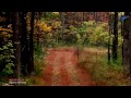 ✿ ♡ ✿ BRIAN CRAIN - A Walk In The Forest