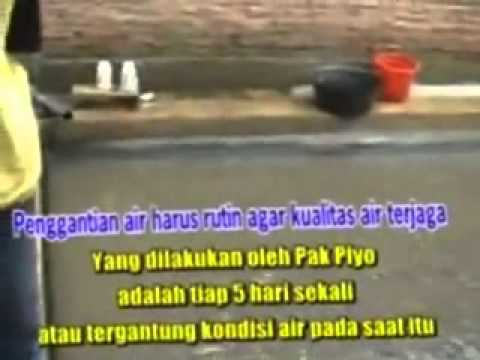 Kiat Mempercepat Panen Lele Dengan NASA