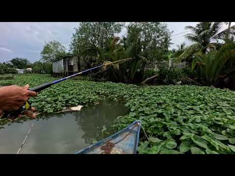 Địa điểm câu cá ăn liên tục mà toàn vực hụt #fishing