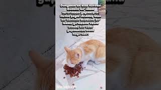 Açıkmış Olan Bir Canlıyı Doyurmak Bin Cami Yapmaktan Daha Hayırlıdır