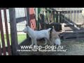 >Отец Раменский Гризли Патыш (Шер 