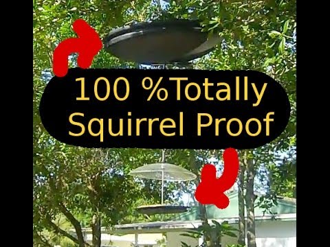 stopping squirrels from eating at the bird feeder how to stopping squirrels from eating at the bird feeder how to