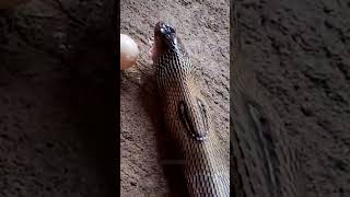 Why Do Snakes Throw Their Swallowed Prey Out