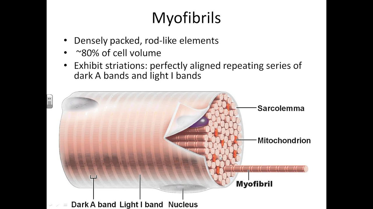 Dr. Parker's Chapter 9-Anatomy of Muscle Tissue - YouTube