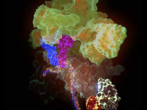 Functions Of Ribosomes