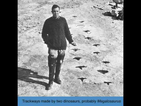 C Newman Trackways Made By Two Dinosaurs Probably Megalosaurus C Newman Trackways Made By Two Dinosaurs Probably Megalosaurus