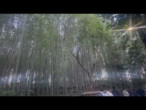 Beautiful Kyoto Bamboo- Grove Japan
