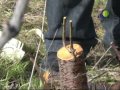 El injerto tradicional del almendro.mp4