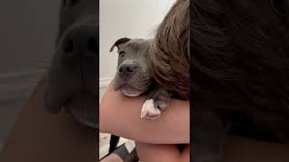 Just My Baby Staffy And I
