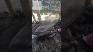 Asyiknya Mancing Harian Dapat Ikan G U R A M I . . .