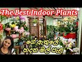මුලු ගෙදරම ලස්සන කරන Indoor Plants 😍 /Indoor Plants Sinhala/Indoor plants ideas for home