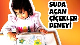 Suda Açan Çiçekler Deneyi Okul Öncesi Deneyleri