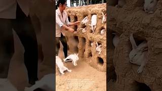 Adorable Rabbits In A Burrow A Hilarious Rabbit Roundup