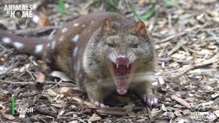 Niquoll The Spot-Tailed Quoll Keeps In Shape