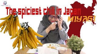 Trying the spiciest chili in Miyagi, Japan.