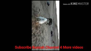 Cute funny little dog playing with football and other dogs