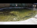 ALIMENTO OS PIRARUCU DO LAGO COM ISCA VIVA!