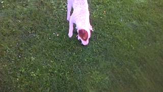 Ratting With Patterdale Terriers.