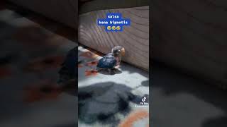 Burung Kena Hionotis