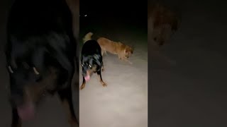 Dog Puts Heart And Soul Into Digging Hole Viralhog
