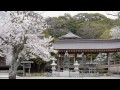 鎌倉 光明寺の桜