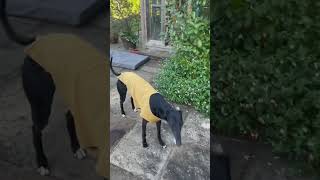 Dobby Aka Miss Nancy The Greyhounds Favourite Game