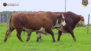 LOTE 21, 22 | Remate Braford Estância do Sossego 2021