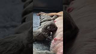 Skys Newborn Puppy Enjoying His First Drink