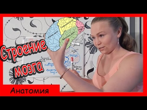Урок биологии №45. Строение и функции отделов головного мозга. Урок биологии №45. Строение и функции отделов головного мозга.