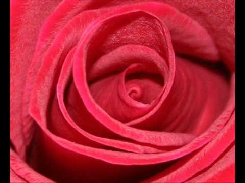 De-Phazz-Roses