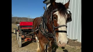 Homestead Meet Up - Cart Ride With Oliver The Rescued Clydesdale