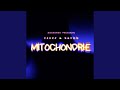 Mitochondrie
